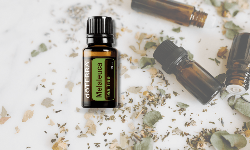 Óleo essencial Melaleuca
