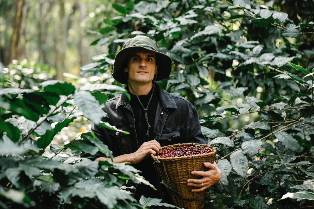 Homem com cesto colhendo frutos e arvores