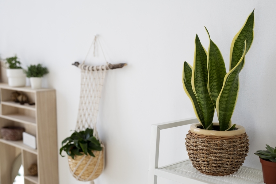 Planta Espada de São jorge no ambiente