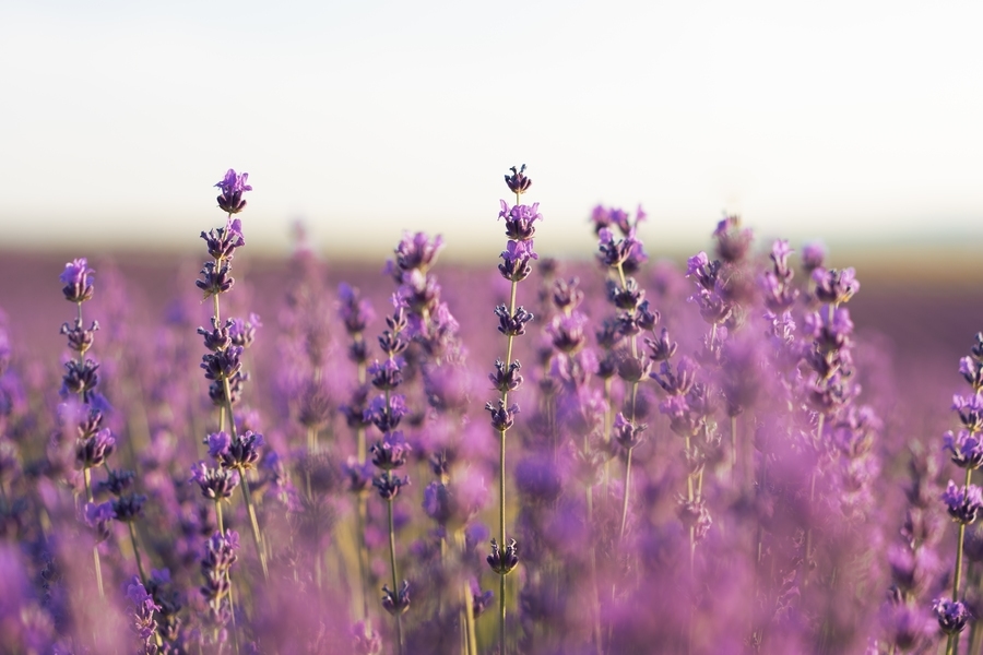 Lavanda - plantas medicinais de relaxamento