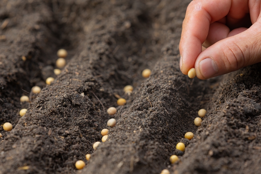 Plantando sementes